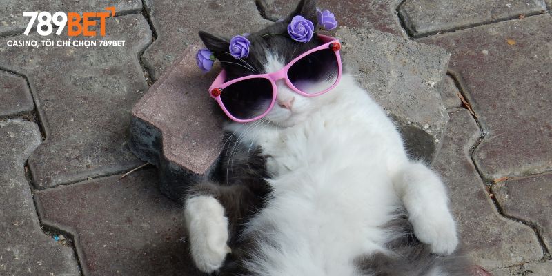 Giấc mơ không may mắn về mèo